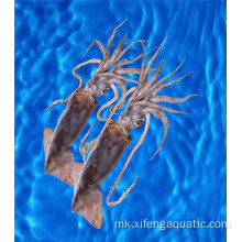 Свежа цена Calamar Dosidicus Gigas морска храна